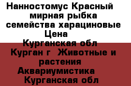 Нанностомус Красный - мирная рыбка семейства харациновые.  › Цена ­ 100 - Курганская обл., Курган г. Животные и растения » Аквариумистика   . Курганская обл.